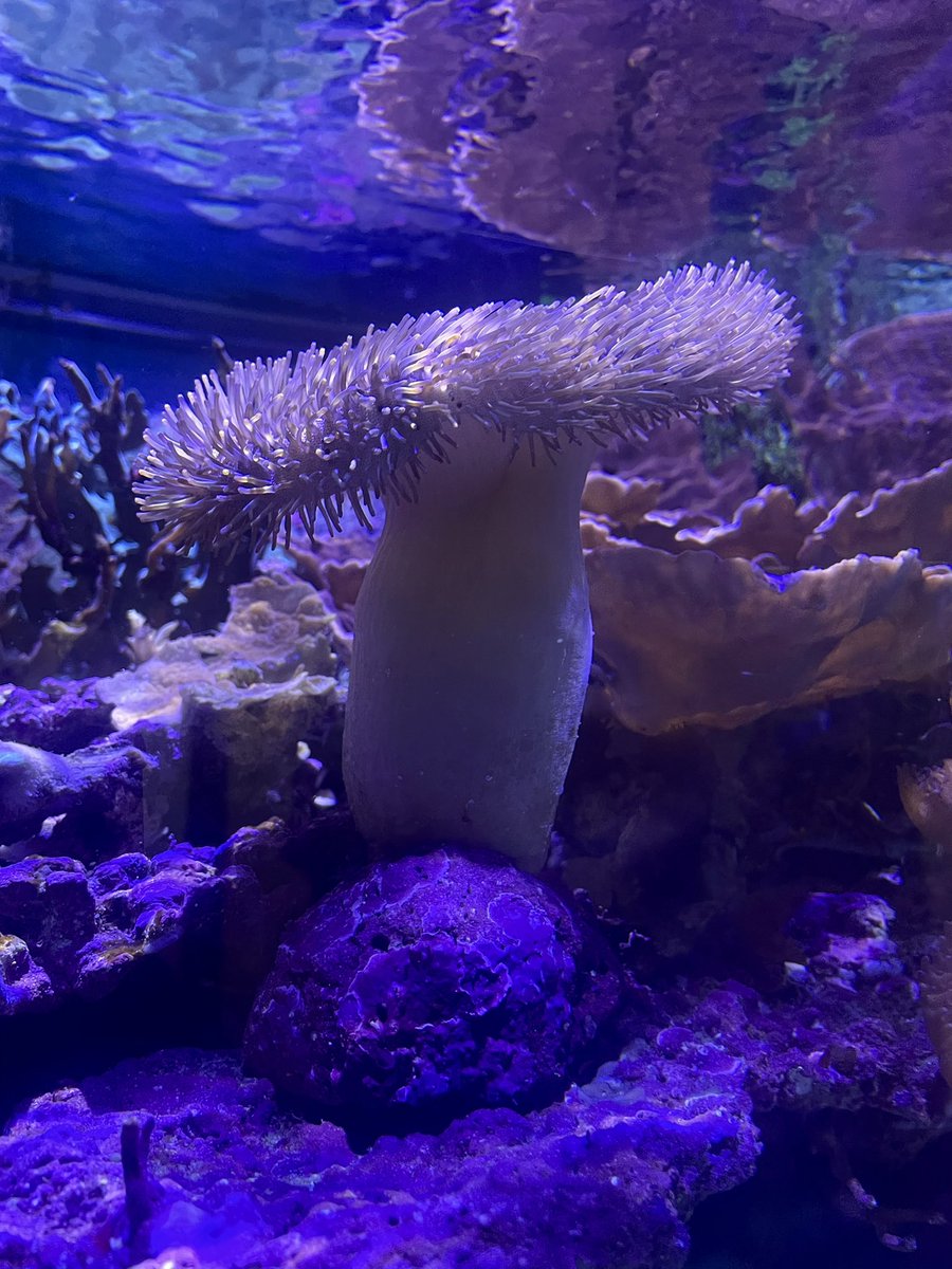 エリンギだ…🍄 (足立区生物園なう)