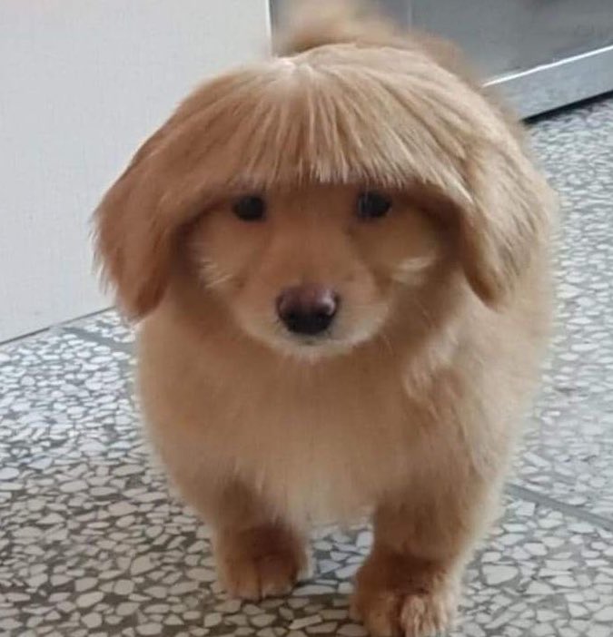 หริงหรอคับ