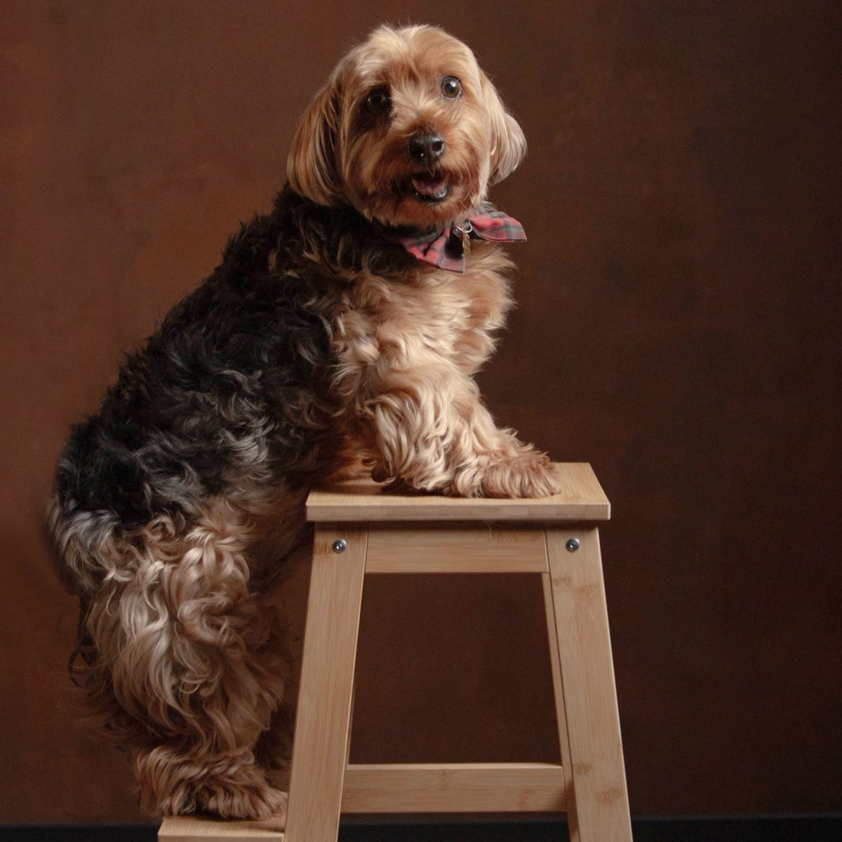 madrid 
CURRO #yorkshireterrier de 12 años y 7 kilos
NECESITA #adopcionresponsable 
Es buenisimo,dulce y agradecido 
Positivo en leishmania,en tratamiento satisfactorio
Sociable con niños🐶🐱
Se entrega chipado,vacunado,desparasitado 
CONTACTO
📩facenuevavida@gmail.com 
#adopta