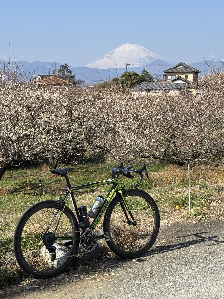 COG_shino's tweet photo. 今日は曽我梅林まで🌸
#cannondale https://t.co/4OQ8qghh54