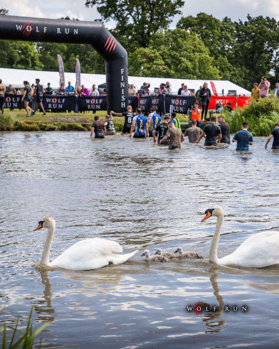 The Wolf Run tweet media