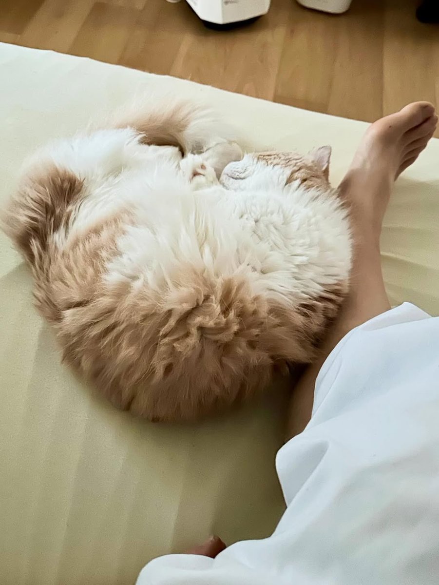 藤原樹 ぬいぐるみ