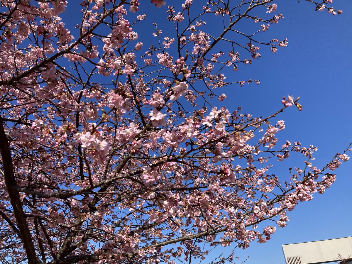 dan_rachi's tweet photo. 城山中学校の近くの河津桜🌸です。
150mぐらいの桜道、今日は日差しも柔らかく、人も少なく(田舎なので笑)、ゆっくり鑑賞できました。 https://t.co/Bccqw1KskL