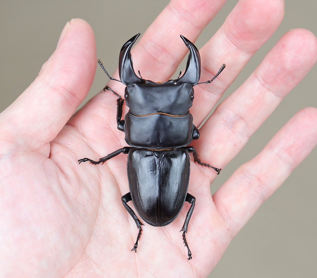 これは素晴らしい 形がイケてます 頭も張っているから、しっかり