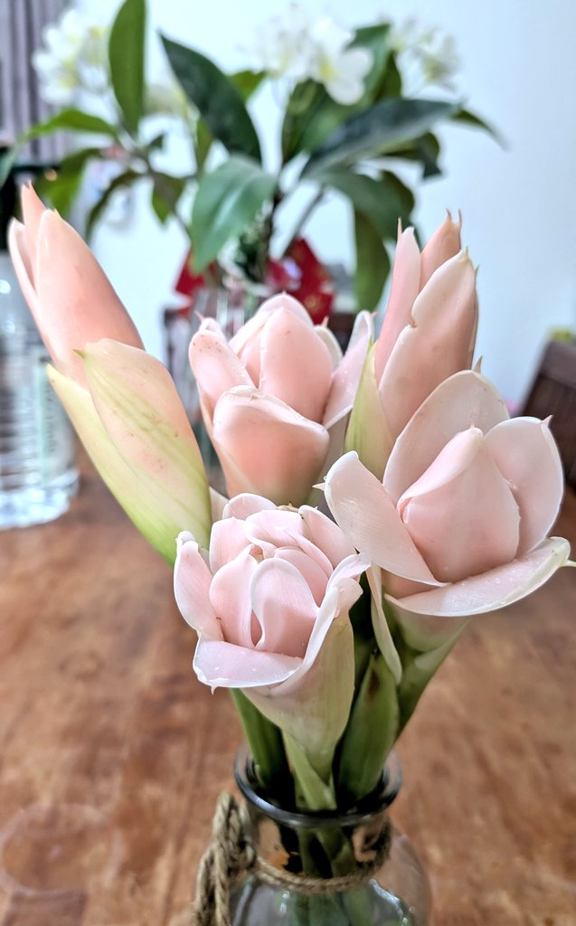 Bunga kantan ni sekali musim berbelas² kuntum. Nak simpan frozen pun dah banyak.