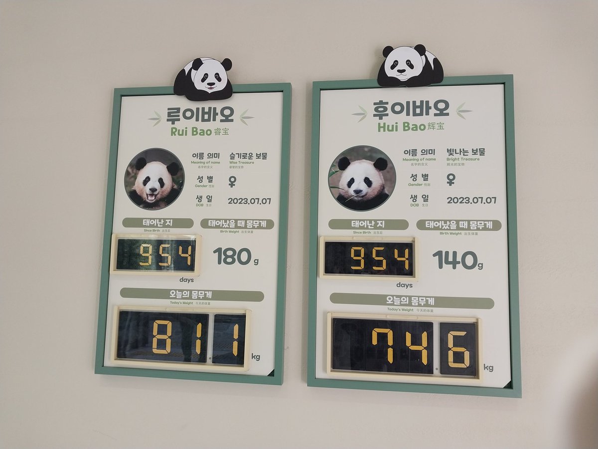 fubao_keeper's tweet photo. 2026.02.15.오늘의 아기판다. 이번 턴은 후이 일어나있음 좋겠다 #루이바오 #후이바오 #판다세컨하우스 #판다월드 https://t.co/p8VSc9WAP8