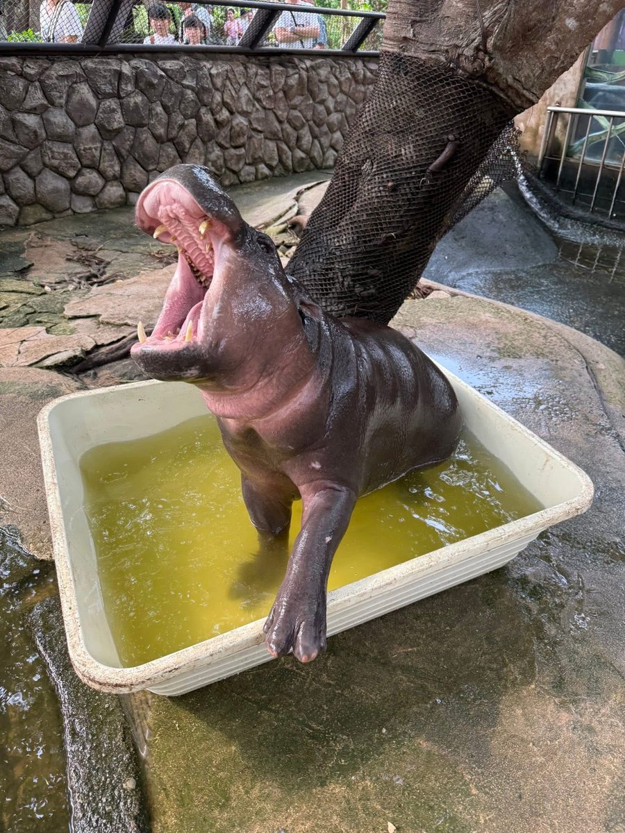 ดูสภาพขี้ไอเด้ง(กับแม่โจวน่า)ในน้ำนะคะ จะได้รู้ว่าทำไมมันขุ่นมันเขียวทุกวัน  อีกอย่างคือน้ำในบ่อของสวนสัตว์มันเป็นน้ำธรรมชาติ ไม่ใช่น้ำประปา บางวันมันยังมีปลิงมาเกาะเลย 

คือต่อให้เปิดน้ำใหม่ใส่กาละมัง น้ำมันก็เหลืองๆเขียวๆค่ะ