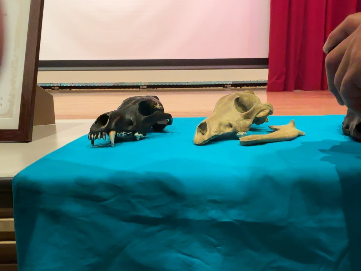 sagami_walker's tweet photo. こちらがイベントで公開されたニホンオオカミの頭骨レプリカです🐺
レプリカとはいえここまで綺麗に復元できる技術力に驚きました。

かつては魔除けや病気を治すために頭骨の一部を削って飲んでいたそうです。
#ニホンオオカミ #民俗 https://t.co/509yDOUdNL