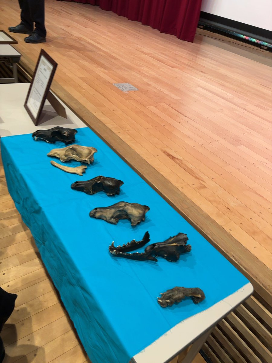 sagami_walker's tweet photo. こちらがイベントで公開されたニホンオオカミの頭骨レプリカです🐺
レプリカとはいえここまで綺麗に復元できる技術力に驚きました。

かつては魔除けや病気を治すために頭骨の一部を削って飲んでいたそうです。
#ニホンオオカミ #民俗 https://t.co/509yDOUdNL