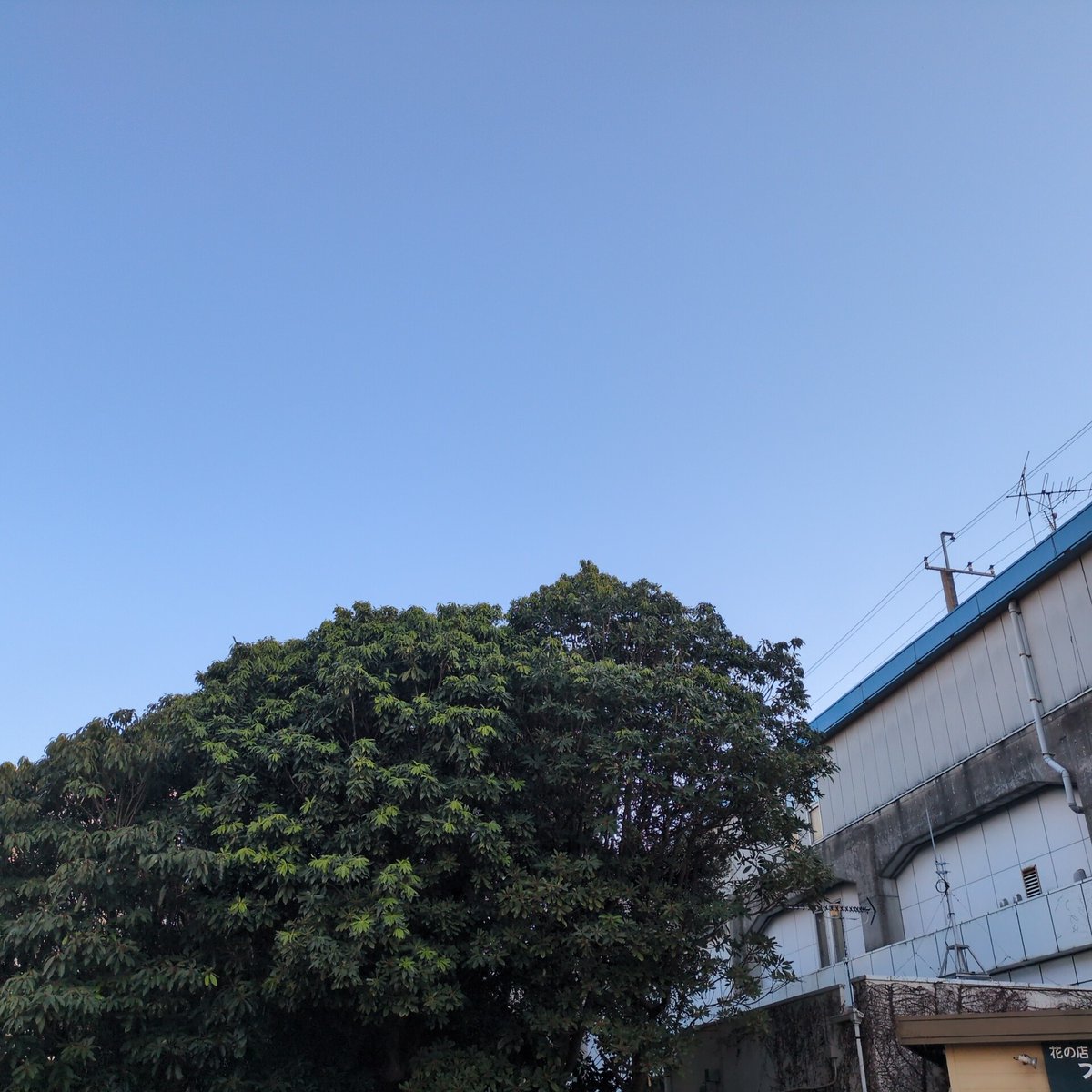 こんなにいい天気で気持ちいいんだから外で200時間くらい寝たい