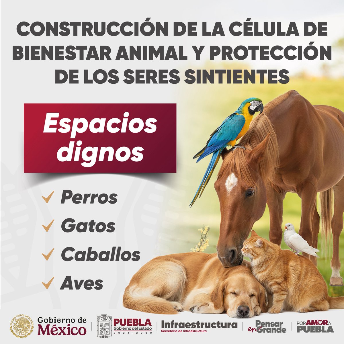 La Célula de Bienestar Animal y Protección de los Seres Sintientes avanza como un espacio diseñado para el cuidado digno de perros, gatos, caballos y aves, reafirmando el compromiso institucional con la protección, el respeto y el bienestar animal.