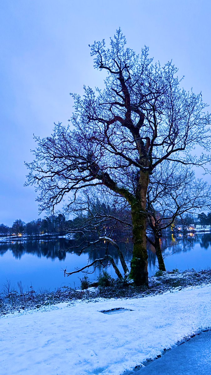 Billy_Hendry_'s tweet photo. A bit of a change from yesterday! #TreeClub 🌳❄️ https://t.co/xjN3q1WWw9