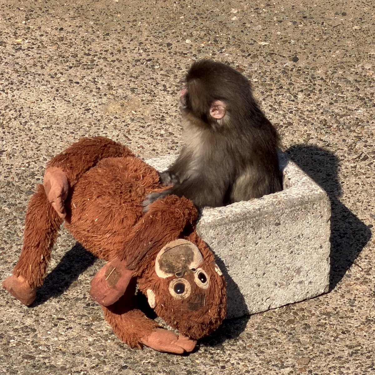 今日のパンチくん🐒
お昼頃にはオラン母さんはどろんこになってました😅

#市川市動植物園 #がんばれパンチ
#ニホンザル #パンチくん