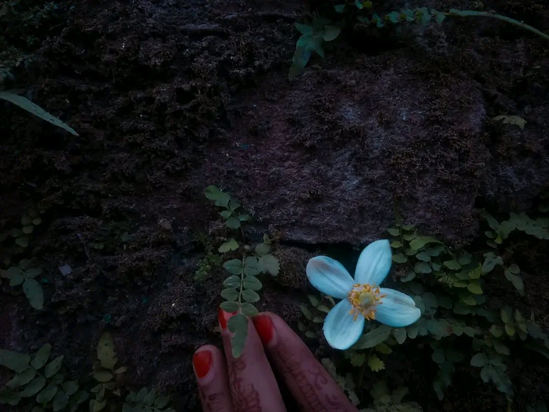 GA

Just say "Flower" 
I'll follow back you 💮