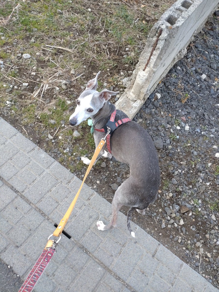 mintfizz's tweet image. 久しぶりの服無し散歩