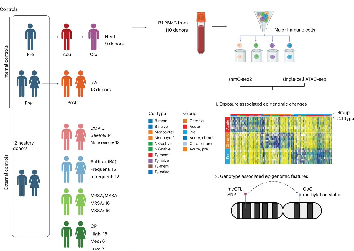 talius's tweet image. How your #life story leaves #epigenetic #fingerprints on your #immune cells 

Salk researchers found that genetics and life experiences leave distinct epigenetic marks on immune cells, explaining why people respond differently to the same infection.. scitechupdates.com/how-your-life-…