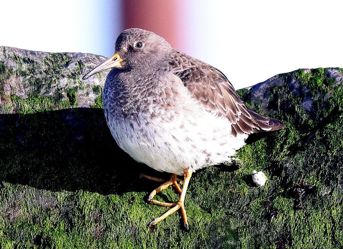 HemmingsTim's tweet photo. Purple sandpiper on groyne 46 winterton. https://t.co/x3XFd42PpM