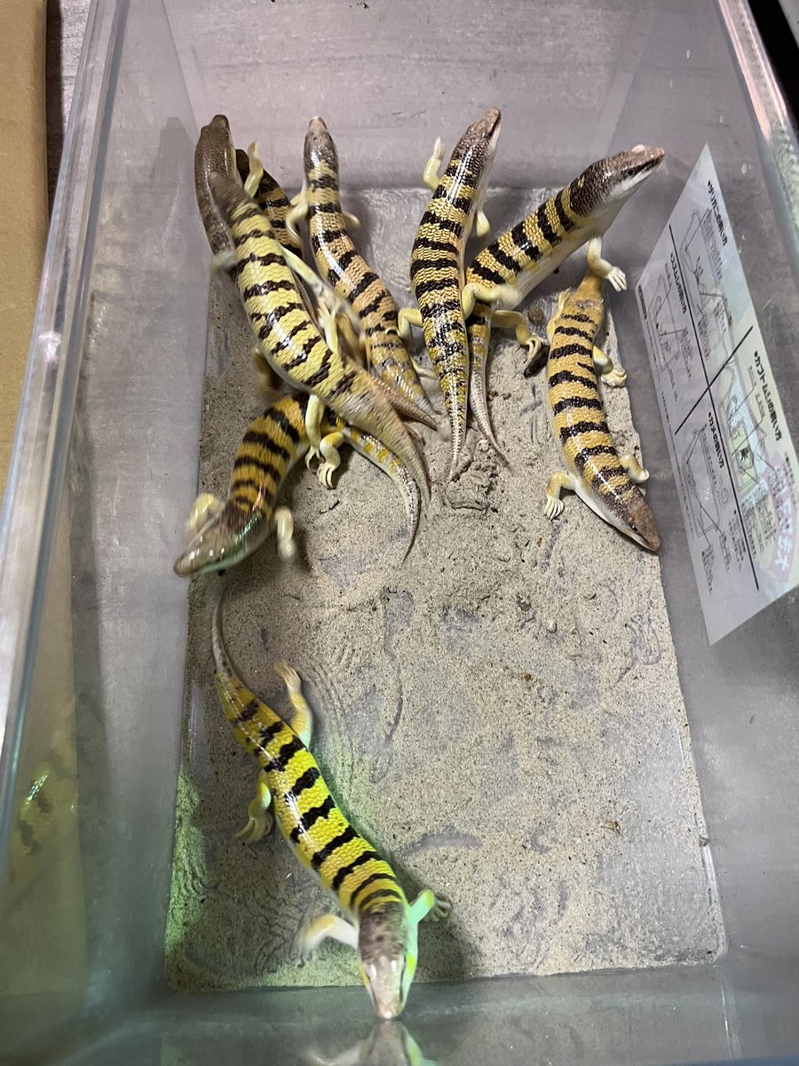 ゾノ (@zo___no) / Posts / X