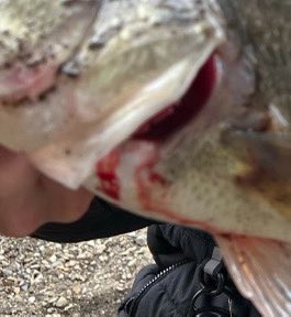 夏真っ盛りかついだ金太郎 tweet media