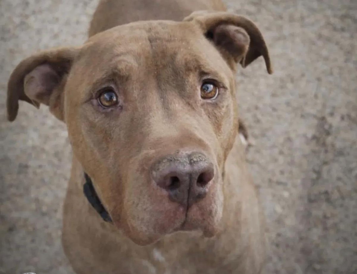 Se llama Coco
Fue abandonado con menos de un añito en la perrera y ya tiene 9
Nueve años viendo cómo otros se iban
Ya no puede más 
Cada día que pasa aumenta su tristeza
Está en Valencia
Adopción en toda España
6 645 88 19 27 • 654 25 82 79
#AdoptaNoCompres