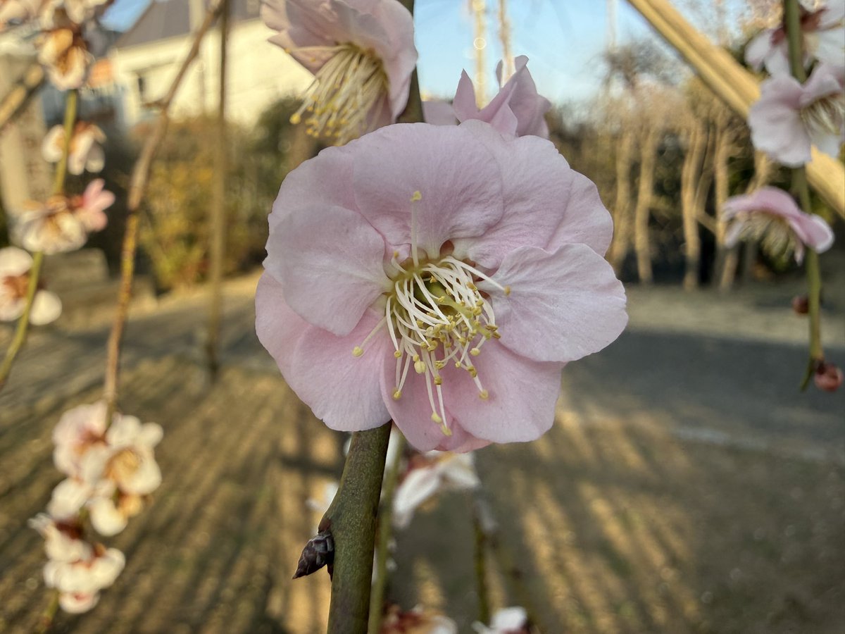 Add_Shane's tweet image. 久々に、準地元の埼玉県富士見市内にある難波田城公園へ。
一足早い(?)春を見つけた。

#難波田城公園 #富士見市