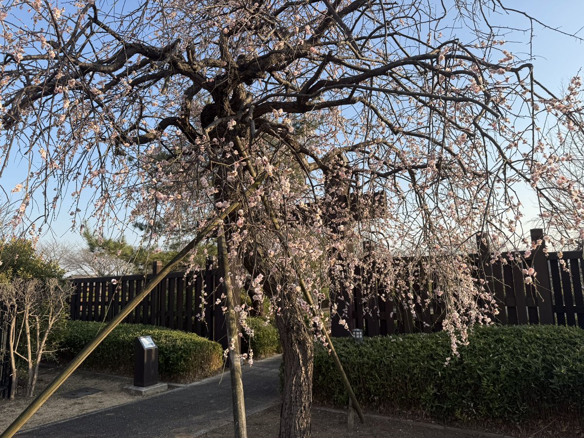 Add_Shane's tweet image. 久々に、準地元の埼玉県富士見市内にある難波田城公園へ。
一足早い(?)春を見つけた。

#難波田城公園 #富士見市