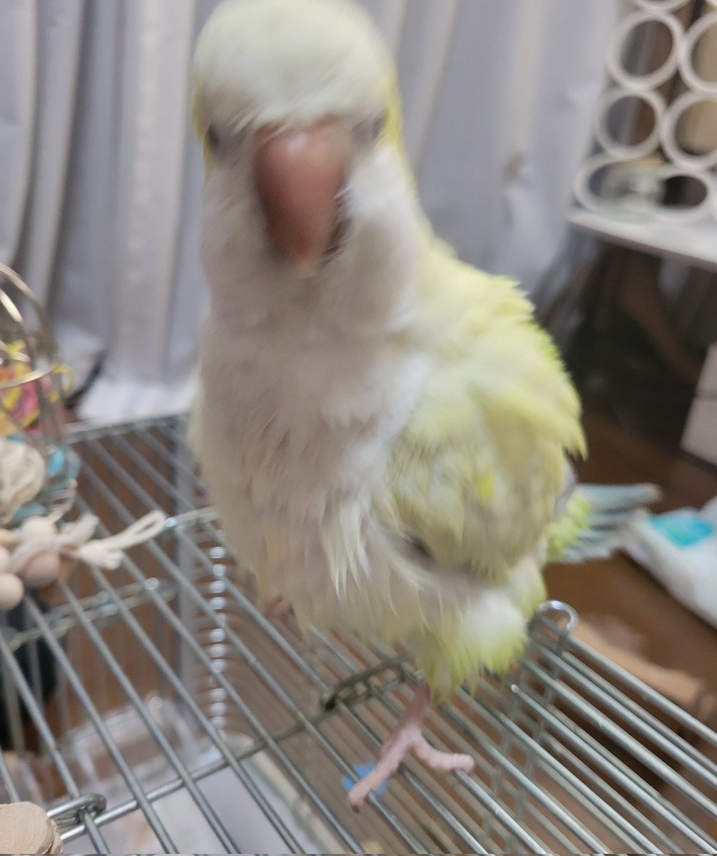 白菜にしては結構な水浴びした！
ものすごくｸﾁｬｲ