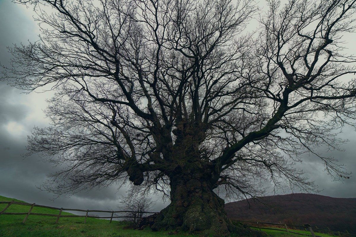 Me desperté en medio del océano cuando la tempestad aullaba tras mi ventana, rabiosa y feroz. Era el profundo invierno enfurecido que trataba de meterse en mi cama y en mis sueños.

Si no hubiera sido por el timón de tu sonrisa creo que hubiera naufragado.

🌳Roble de Orkin.