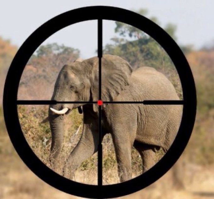 Would You Support a Worldwide Ban on Trophy Hunting?

 YES or NO?