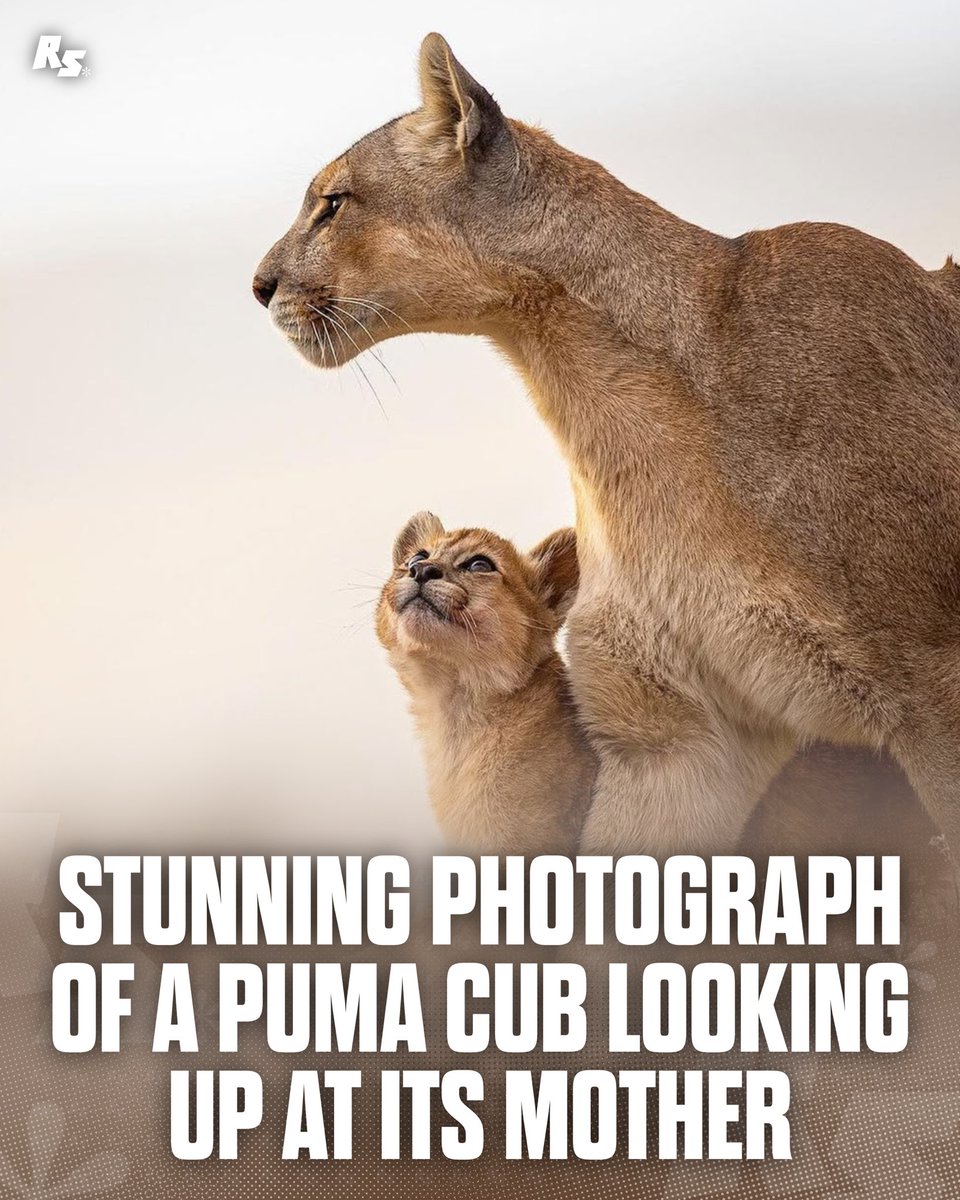 rawrszn's tweet photo. This photograph of the puma cub briefly looking up was captured in Torres del Paine.

📸 @razeidan_photo https://t.co/08ELRmozUX