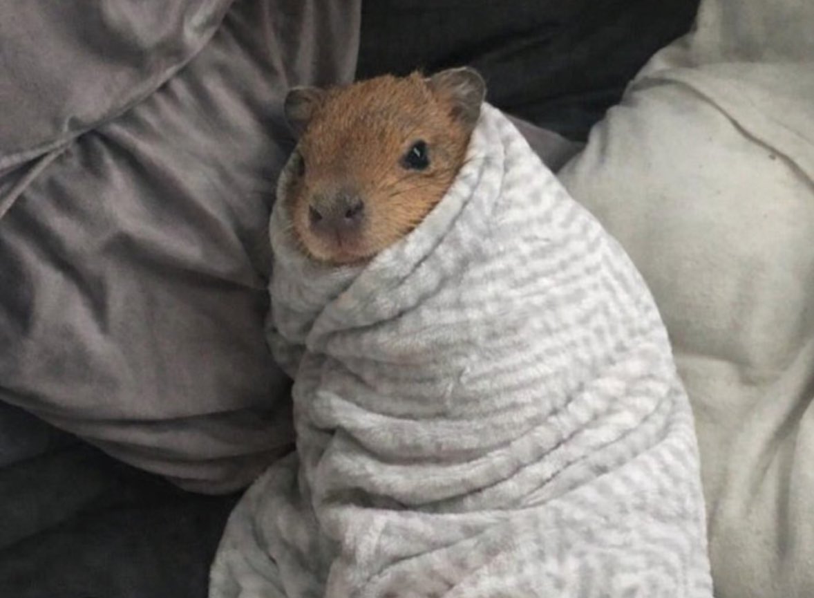 mimingo (domingo de mimicion)