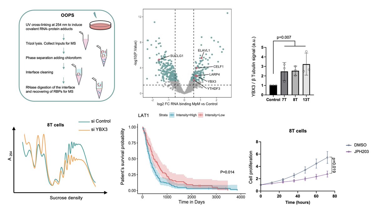 arubio_angela's tweet photo. Happy to share our bioRxiv preprint from Anne E Willis and Marion MacFarlane labs. Changes in the RBPome reveal YBX3 upregulation in mesothelioma, which drives protein synthesis and proliferation through the SLC7A5/LAT1 amino acid transporter. https://t.co/mbaPgWMXmO https://t.co/xP5rdkMQrA
