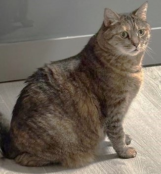 sachikoko's tweet photo. 👉🏽SENIOR ALERT🙏🏽PLZ SHARE
🌼Big, Sweet 12.5YO #Senior #Torbie Kitty "ARI"🌼
😿💔Her Owner Passed Away
🥠Needs A Loving #FureverHome🏡As Your 1 &amp; Only 🐈
▶4 INFO https://t.co/2pxW7ILKb2
🙏🏽#AdoptDontShop
#SanFrancisco, #CA #SpecialNeeds
@givemesheltersf #RehomeHour #US #Cat https://t.co/YsMzYpZrv5