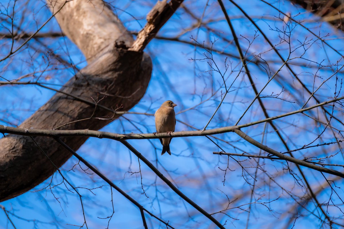 2026/02/15 井の頭公園の鳥さん🦆 エナガさん、カワラヒワ