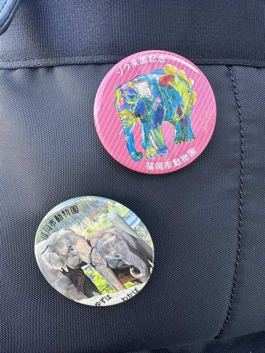 ゆずはとわかば
可愛くて❤️エレファントクラブメンバーに加入？寄付？してみました
20260215
#福岡市動植物園
#アジアゾウ
#エレファントクラブメンバー