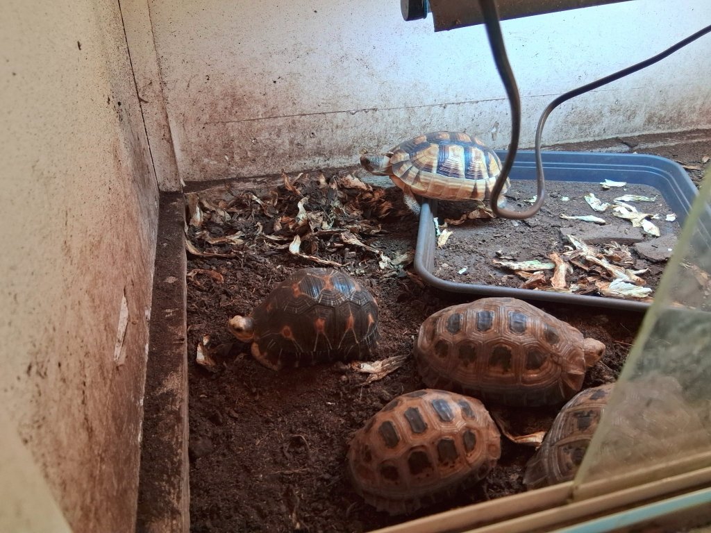Gendarmerie's tweet photo. #BellesAffaires ❌ Les #gendarmes de l'#Aisne mettent fin à un élevage illégal d'animaux 🐢
➡️ 9 tortues aquatiques et 31 tortues terrestres placées en sécurité @OFBiodiversite 
➡️ Élevage de canidés ne respectant pas la réglementation constaté ⚖️
👏 Bravo à nos camarades ! https://t.co/xACogAyILv