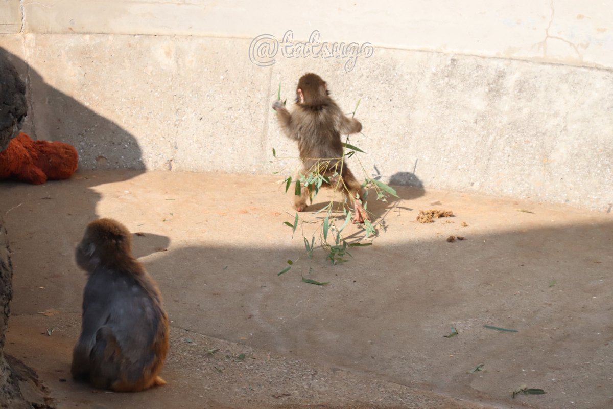 笹ゲットー♪
#がんばれパンチ
#市川市動植物園