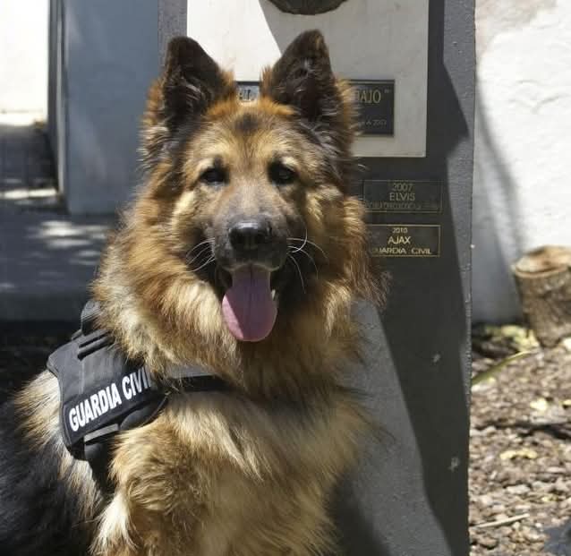 El 15 de febrero de 1956 se creó la especialidad de Guías de Perros en la <a href="/guardiacivil/">Guardia Civil</a>. La escuela de El Pardo es un referente mundial.

Esta especialidad cuenta con más de 350 guías y alrededor de 500 perros adiestrados en la detección de explosivos, drogas, armas detonadoras,