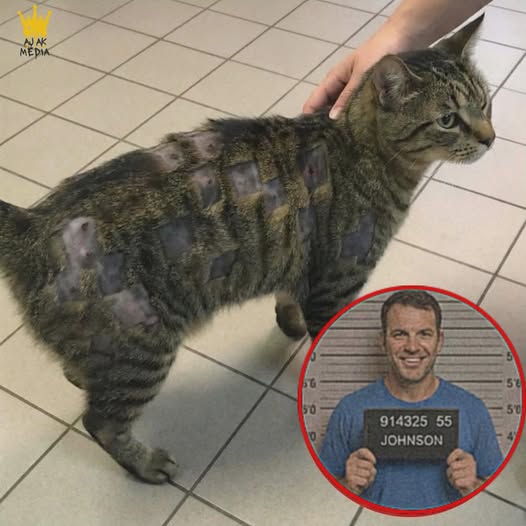 "Mężczyzna trafił do więzienia po walce z trzema studentami, którzy wykorzystali jego kota do „ćwiczenia strzeleckiego”
Kiedy trzej studenci wrócili do domu na przerwę, postanowili użyć wiatrówek, by terroryzować kota sąsiada, strzelając do niego ponad 40 razy. Prawna kara to