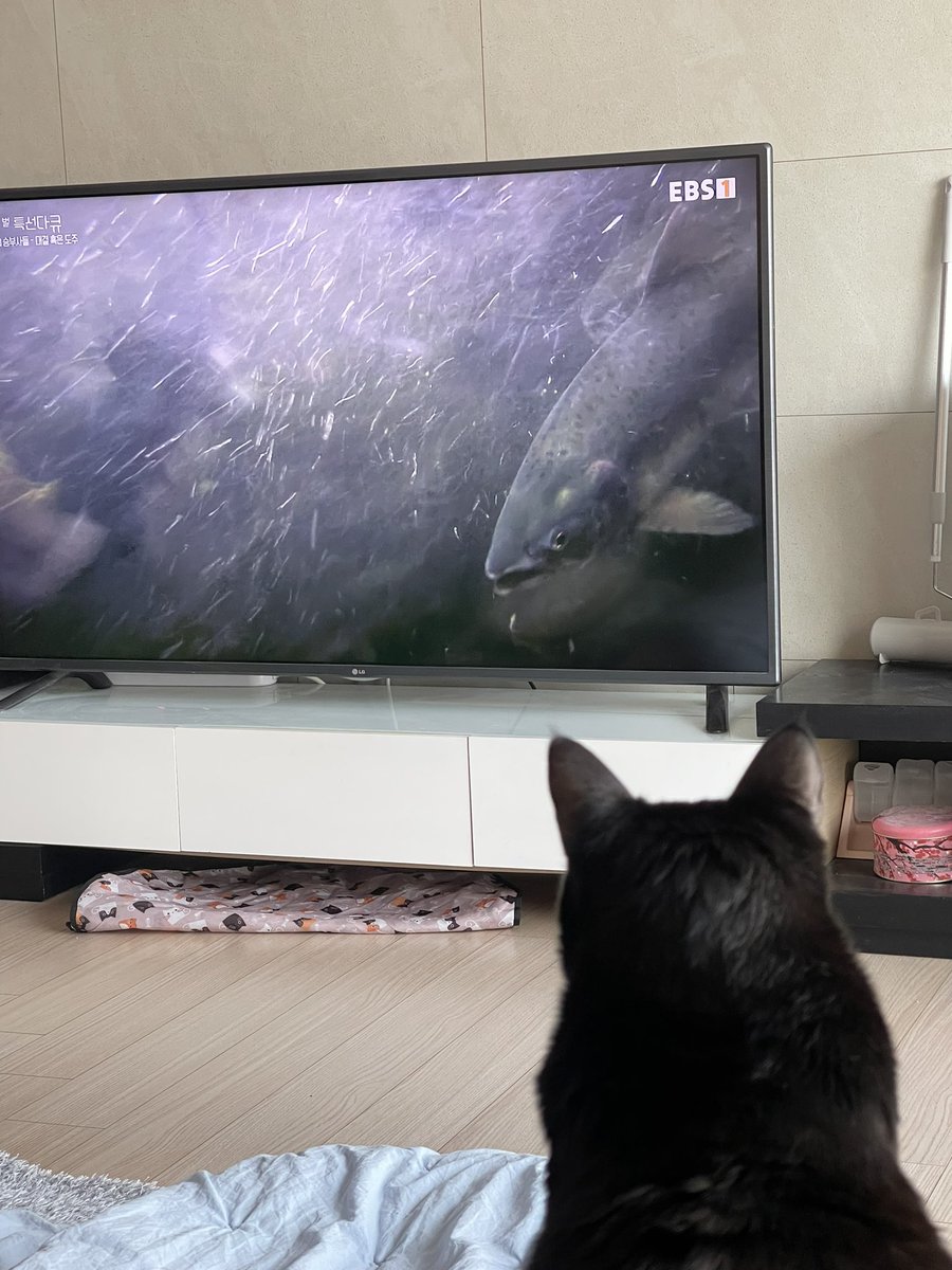 초집중 ㅋㅋ 믿고 보는 ebs 다큐~