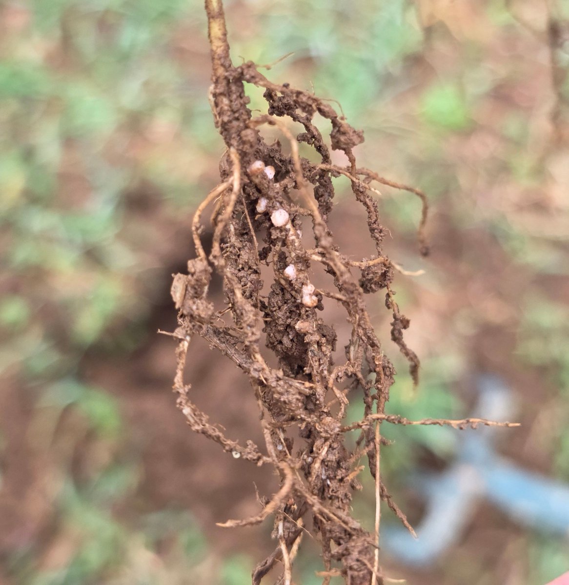 🌱 Semis de méteil observé en décembre (12)
Toutes les espèces semées (céréales et pois) se déploient au niveau racinaire.
➡️ Nodosités visibles et actives sur les racines de pois, la fixation d'azote atmosphérique se prépare.
🌍 Sol ensemencé en SOBAC depuis 40 ans.