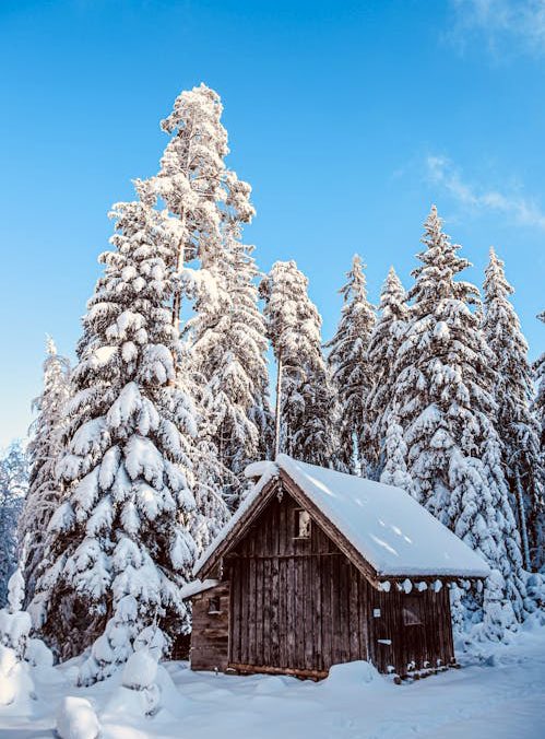 The Pink Tea Room - Alison Bladh tweet media