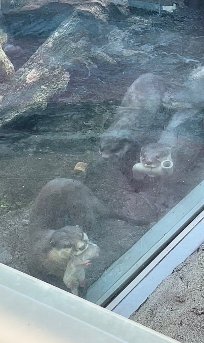 A mother otter in a Japanese zoo came out to show visitors her baby 

And then her friend showed up. Proudly presenting… a piece of pipe.

It seems like each of us has been that otter with the pipe at least once — when you really wanted to show off, just maybe not the right