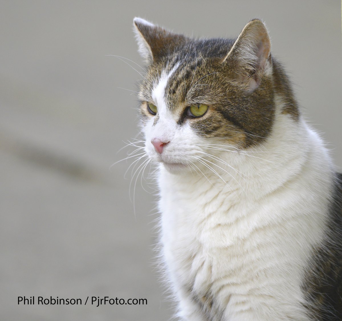 PjrFoto's tweet photo. A very happy Larryversary to @Number10cat - 15 years of tireless mousing on the mean streets of Westminster. https://t.co/XWGYEhLDjB