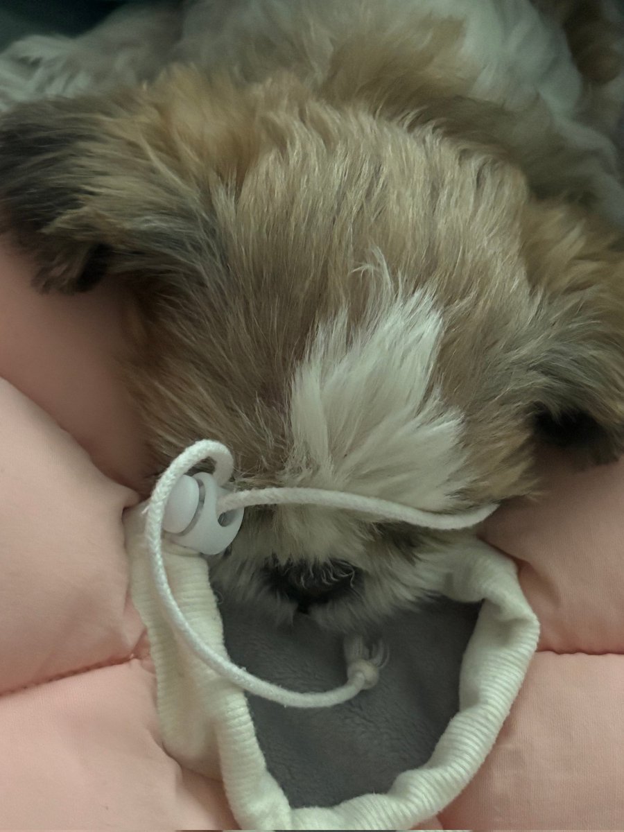 WAINXODIAC_INA's tweet image. 💌🐺 Wain Pluschat 15/02/26

🐺 Ayo ke Gimpo~
🐺 Selamat liburan 
🐺 *Foto
🐺 Jua lagi tidur

#XODIAC #소디엑 #WAIN #웨인 #동글저음 #늑대인간