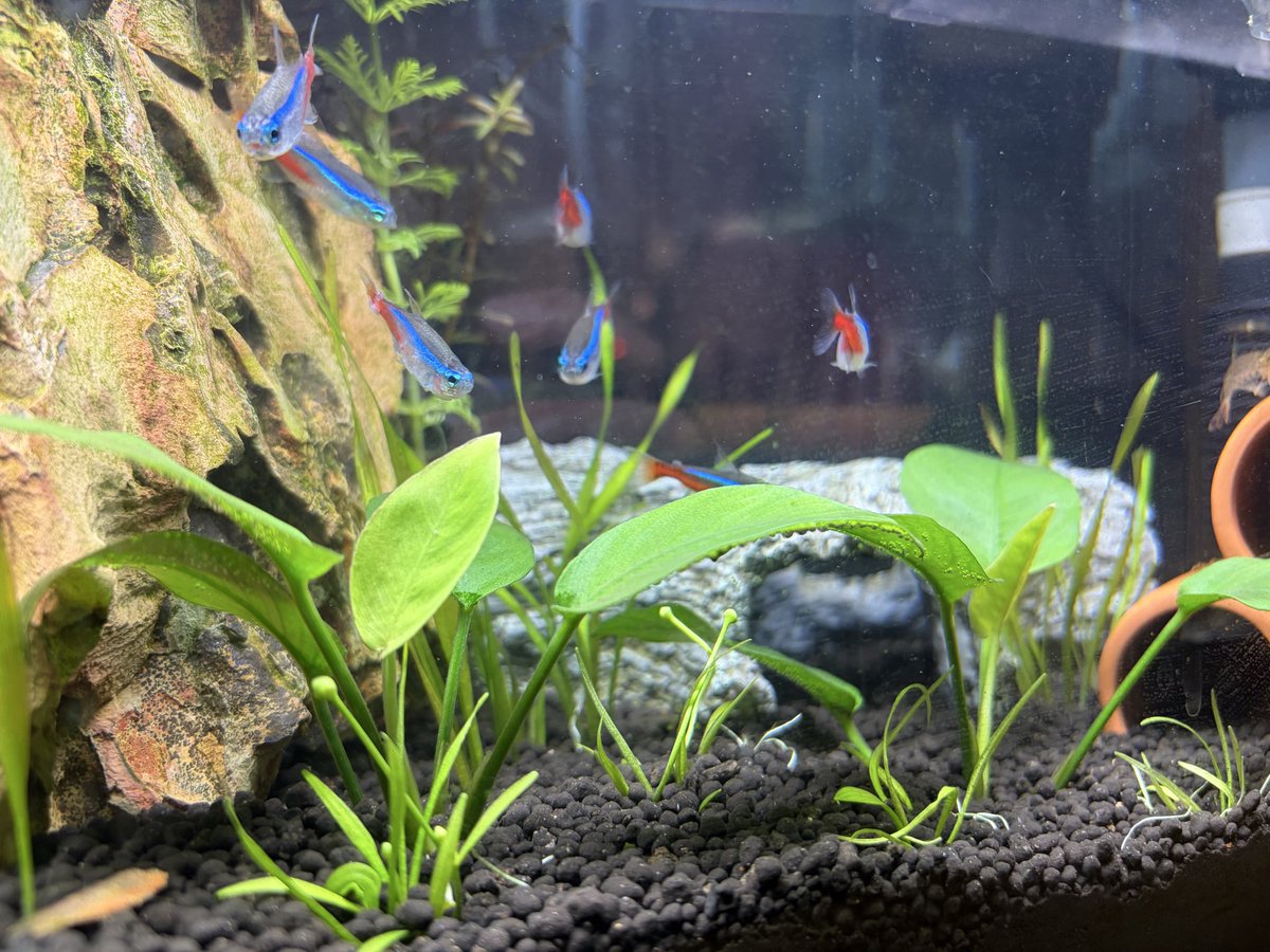 ARK_ASA_ONEeTAN tweet media