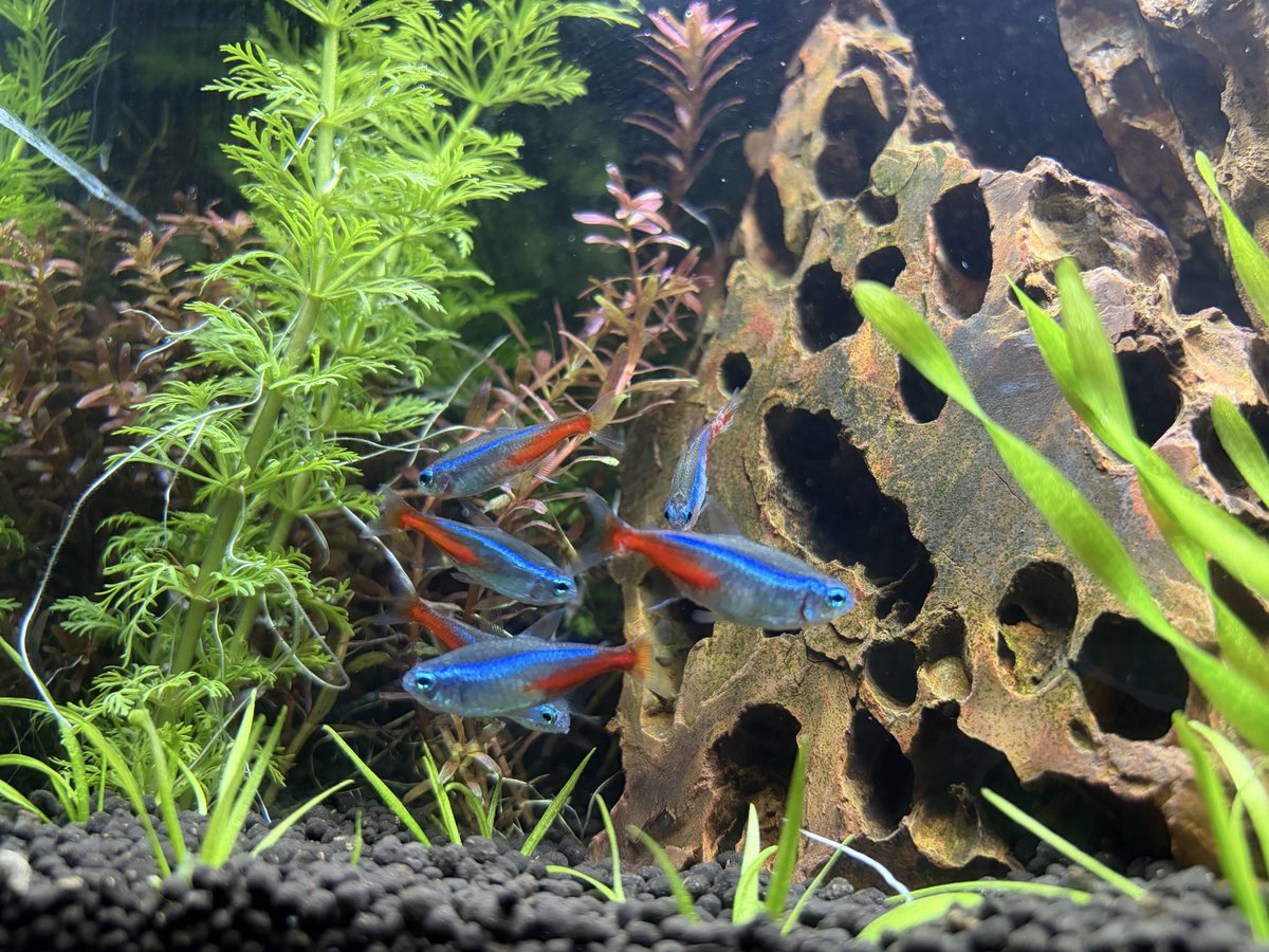 ARK_ASA_ONEeTAN tweet media