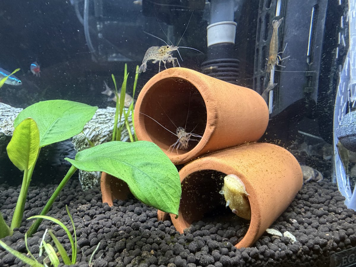 ARK_ASA_ONEeTAN tweet media