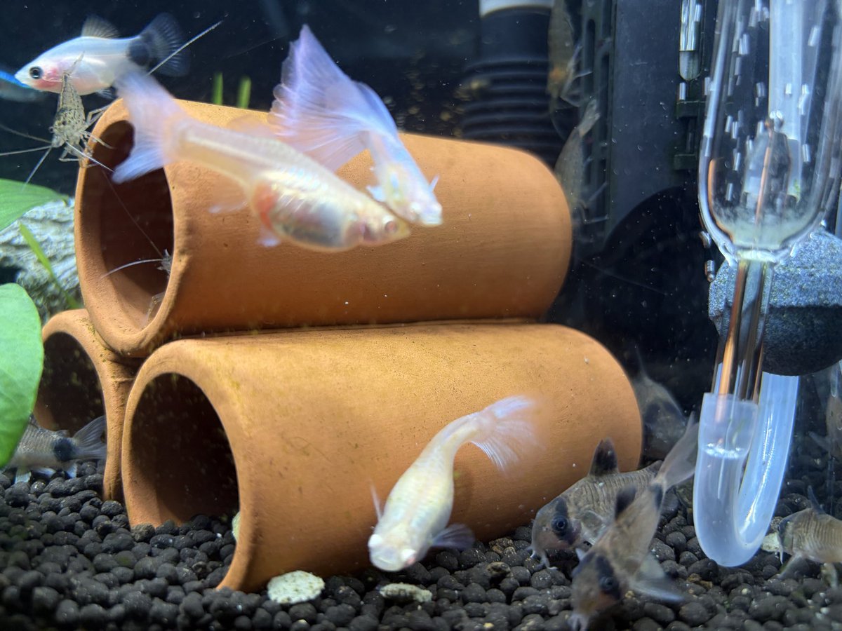 ARK_ASA_ONEeTAN tweet media