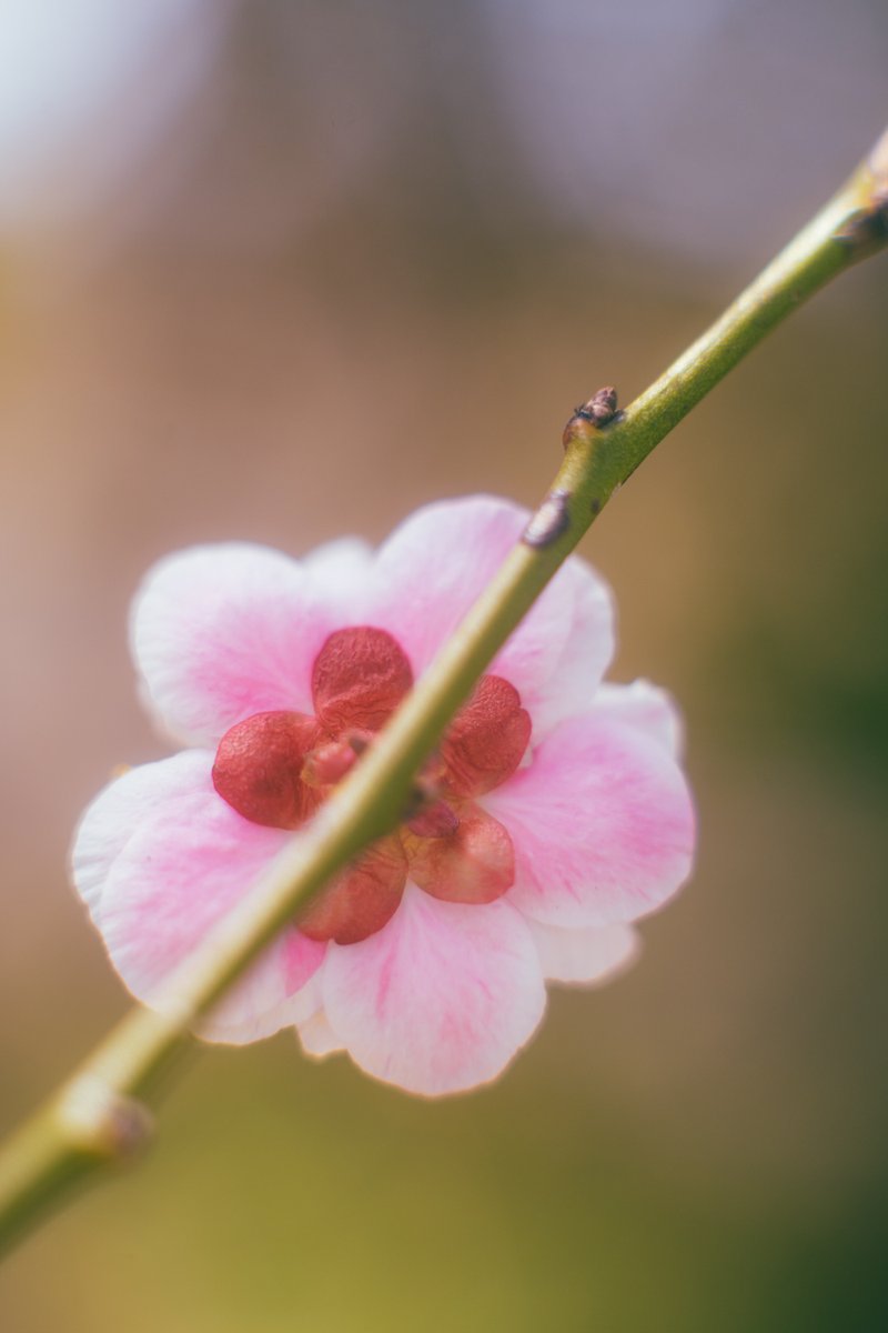 Sinchan_photography (@sinchanphotogr1) on Twitter photo 